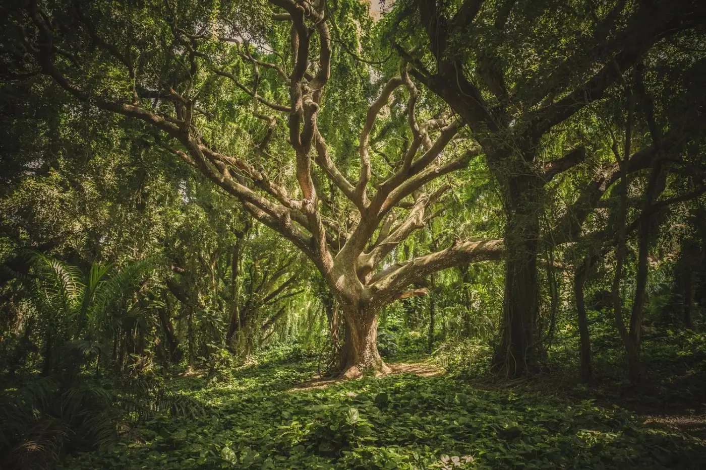A large, sprawling tree with many spreading branches in a lush green forest